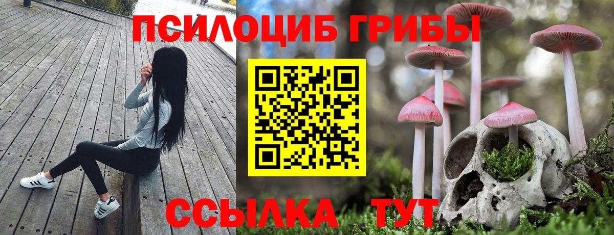 Псилоцибиновые грибы Psilocybe Долгопрудный